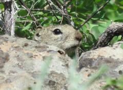 Urocitellus beldingi
