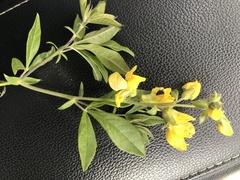 Thermopsis mollis