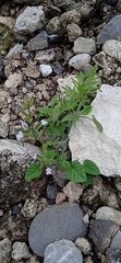 Salvia podadena