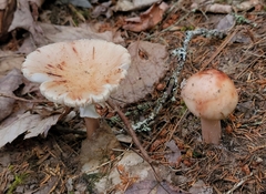 Amanita amerirubescens