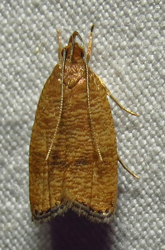 Black-fringed Leaftier Moth