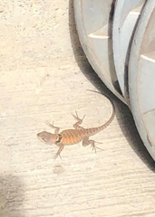 Sceloporus