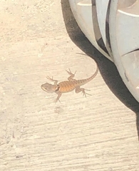 Sceloporus