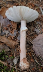 Amanita amerirubescens