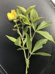Thermopsis mollis