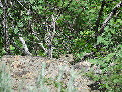 Urocitellus beldingi