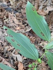 Polygonatum odoratum