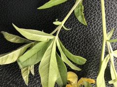 Thermopsis mollis