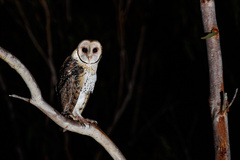 Tyto novaehollandiae