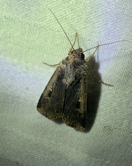 Feltia subterranea