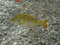 Lepomis macrochirus purpurascens