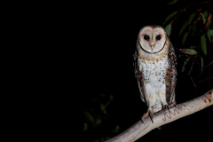 Tyto novaehollandiae