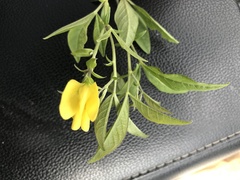 Thermopsis mollis