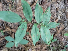 Polygonatum odoratum