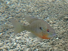 Lepomis auritus