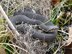 Nerodia fasciata
