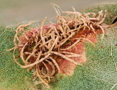 Gymnosporangium clavariiforme