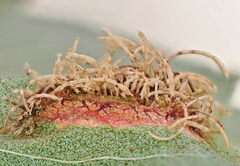 Gymnosporangium clavariiforme