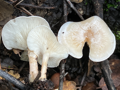 Clitocybe