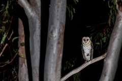 Tyto novaehollandiae