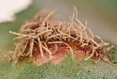 Gymnosporangium clavariiforme