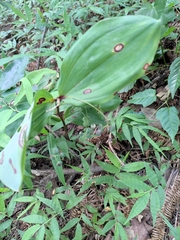 Polygonatum odoratum
