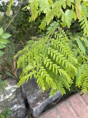 Gleditsia triacanthos