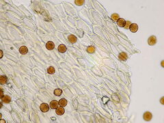 Gymnosporangium clavariiforme