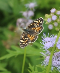 Phyciodes pulchella