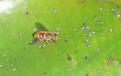 Parhelophilus