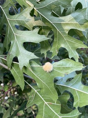 Callirhytis infuscata