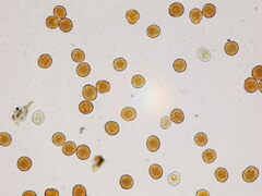 Gymnosporangium clavariiforme