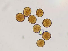 Gymnosporangium clavariiforme