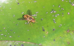 Parhelophilus