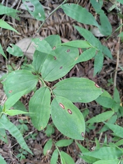 Polygonatum odoratum