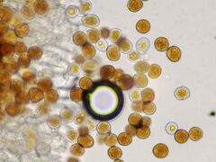 Gymnosporangium clavariiforme