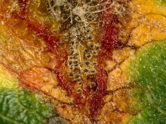 Gymnosporangium clavariiforme