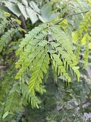 Gleditsia triacanthos