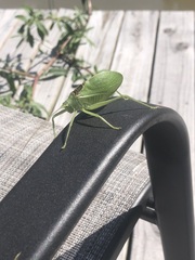 Pterophylla camellifolia