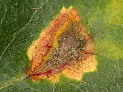 Gymnosporangium clavariiforme