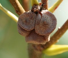 Andricus quercusstrobilanus