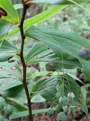 Polygonatum odoratum