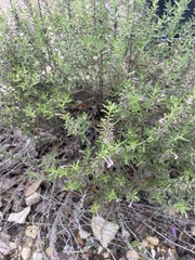 Hedeoma reverchonii