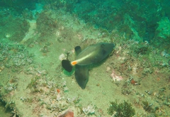 Meuschenia flavolineata