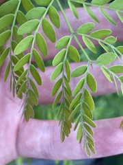 Gleditsia triacanthos