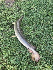 Lepisosteus oculatus