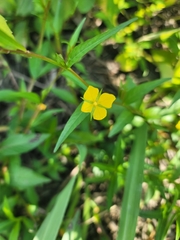 Ludwigia alternifolia