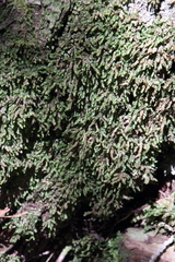 Porella platyphylla