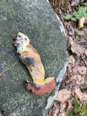 Boletus sensibilis