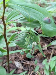 Polygonatum odoratum